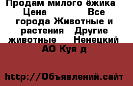 Продам милого ёжика › Цена ­ 10 000 - Все города Животные и растения » Другие животные   . Ненецкий АО,Куя д.